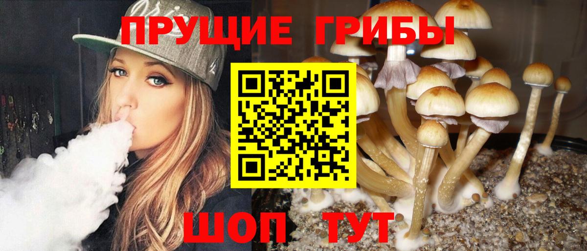 где купить наркоту  Галлюциногенные грибы Psilocybine cubensis  Вход с VPN  Зеленогорск 